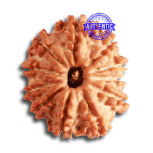 Load image into Gallery viewer, 11 Mukhi Nepalese Rudraksha - Bead No. 318