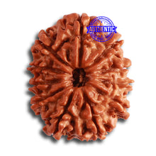 Load image into Gallery viewer, 11 Mukhi Nepalese Rudraksha - Bead No. 319