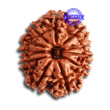 Load image into Gallery viewer, 11 Mukhi Nepalese Rudraksha - Bead No. 321