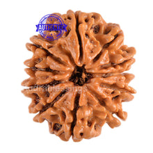 Load image into Gallery viewer, 11 Mukhi Nepalese Rudraksha - Bead No. 80