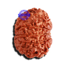 Load image into Gallery viewer, 11 Mukhi Nepalese Rudraksha - Bead No. 214