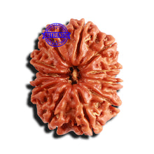 Load image into Gallery viewer, 12 Mukhi Nepalese Rudraksha - Bead No 278
