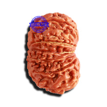 Load image into Gallery viewer, 12 Mukhi Nepalese Rudraksha - Bead No 278
