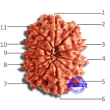 Load image into Gallery viewer, 11 Mukhi Nepalese Rudraksha - Bead No. 336