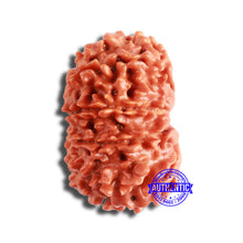 Load image into Gallery viewer, 11 Mukhi Nepalese Rudraksha - Bead No. 336
