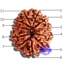 Load image into Gallery viewer, 11 Mukhi Nepalese Rudraksha - Bead No. 337