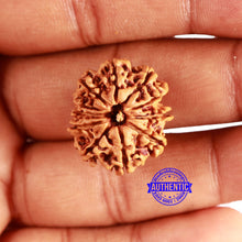 Load image into Gallery viewer, 11 Mukhi Nepalese Rudraksha - Bead No. 338