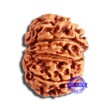 Load image into Gallery viewer, 11 Mukhi Nepalese Rudraksha - Bead No. 338