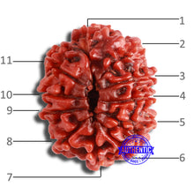 Load image into Gallery viewer, 11 Mukhi Nepalese Rudraksha - Bead No. 340
