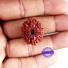 Load image into Gallery viewer, 11 Mukhi Nepalese Rudraksha - Bead No. 340