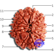 Load image into Gallery viewer, 11 Mukhi Nepalese Rudraksha - Bead No. 341