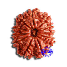 Load image into Gallery viewer, 11 Mukhi Nepalese Rudraksha - Bead No. 341