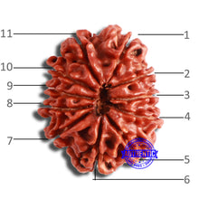 Load image into Gallery viewer, 11 Mukhi Nepalese Rudraksha - Bead No. 342