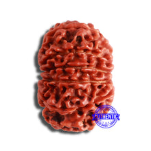 Load image into Gallery viewer, 11 Mukhi Nepalese Rudraksha - Bead No. 342