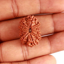 Load image into Gallery viewer, 11 Mukhi Nepalese Rudraksha - Bead No. 343