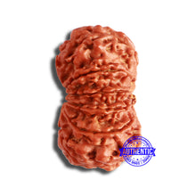 Load image into Gallery viewer, 11 Mukhi Nepalese Rudraksha - Bead No. 343