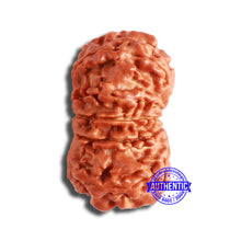 Load image into Gallery viewer, 11 Mukhi Nepalese Rudraksha - Bead No. 343