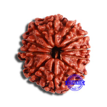 Load image into Gallery viewer, 11 Mukhi Nepalese Rudraksha - Bead No. 344
