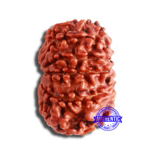 Load image into Gallery viewer, 11 Mukhi Nepalese Rudraksha - Bead No. 344