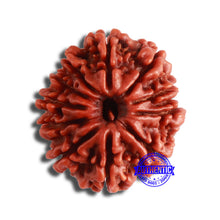 Load image into Gallery viewer, 11 Mukhi Nepalese Rudraksha - Bead No. 345