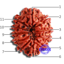 Load image into Gallery viewer, 11 Mukhi Nepalese Rudraksha - Bead No. 346