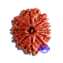 Load image into Gallery viewer, 11 Mukhi Nepalese Rudraksha - Bead No. 346