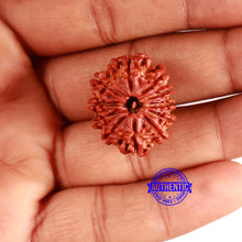 Load image into Gallery viewer, 11 Mukhi Nepalese Rudraksha - Bead No. 346