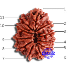 Load image into Gallery viewer, 11 Mukhi Nepalese Rudraksha - Bead No. 347