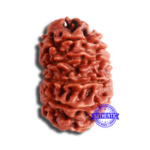 Load image into Gallery viewer, 11 Mukhi Nepalese Rudraksha - Bead No. 347