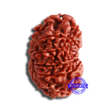 Load image into Gallery viewer, 11 Mukhi Nepalese Rudraksha - Bead No. 347
