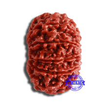 Load image into Gallery viewer, 11 Mukhi Nepalese Rudraksha - Bead No. 348