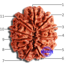 Load image into Gallery viewer, 11 Mukhi Nepalese Rudraksha - Bead No. 349