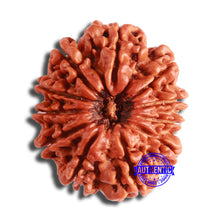 Load image into Gallery viewer, 11 Mukhi Nepalese Rudraksha - Bead No. 349