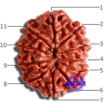 Load image into Gallery viewer, 11 Mukhi Nepalese Rudraksha - Bead No. 350