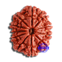 Load image into Gallery viewer, 11 Mukhi Nepalese Rudraksha - Bead No. 350