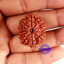 Load image into Gallery viewer, 11 Mukhi Nepalese Rudraksha - Bead No. 350