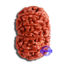Load image into Gallery viewer, 11 Mukhi Nepalese Rudraksha - Bead No. 350