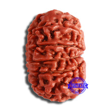 Load image into Gallery viewer, 11 Mukhi Nepalese Rudraksha - Bead No. 350