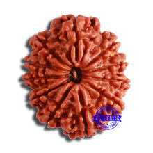 Load image into Gallery viewer, 11 Mukhi Nepalese Rudraksha - Bead No. 351