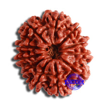 Load image into Gallery viewer, 11 Mukhi Nepalese Rudraksha - Bead No. 352