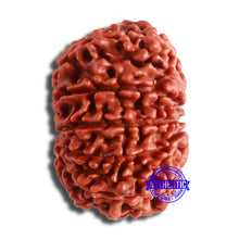 Load image into Gallery viewer, 11 Mukhi Nepalese Rudraksha - Bead No. 352