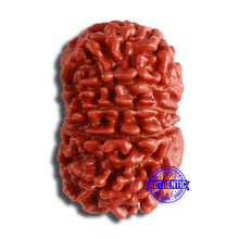 Load image into Gallery viewer, 11 Mukhi Nepalese Rudraksha - Bead No. 353