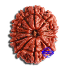 Load image into Gallery viewer, 11 Mukhi Nepalese Rudraksha - Bead No. 355