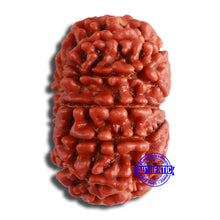 Load image into Gallery viewer, 11 Mukhi Nepalese Rudraksha - Bead No. 355
