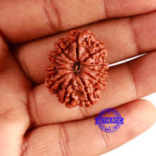 Load image into Gallery viewer, 11 Mukhi Nepalese Rudraksha - Bead No. 356