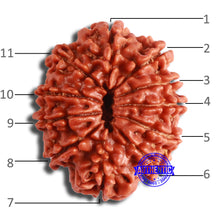 Load image into Gallery viewer, 11 Mukhi Nepalese Rudraksha - Bead No. 357