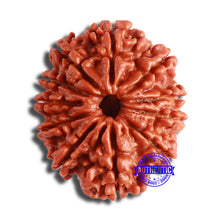 Load image into Gallery viewer, 11 Mukhi Nepalese Rudraksha - Bead No. 357