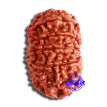 Load image into Gallery viewer, 11 Mukhi Nepalese Rudraksha - Bead No. 357