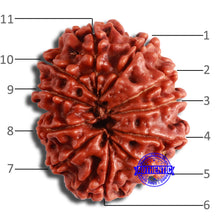 Load image into Gallery viewer, 11 Mukhi Nepalese Rudraksha - Bead No. 358