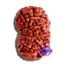 Load image into Gallery viewer, 11 Mukhi Nepalese Rudraksha - Bead No. 358